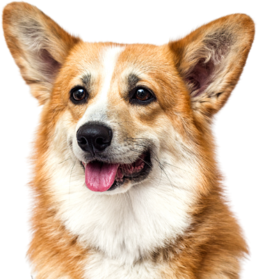 Кремация собак