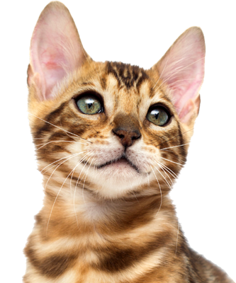 Усыпление кошек